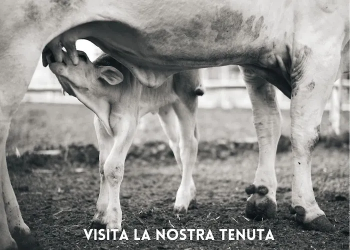 Poggio Cornetto 公寓 毕博纳